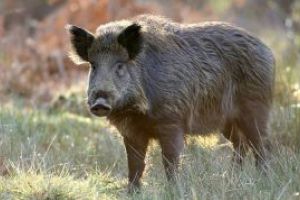 Pesta porcina africana confirmata la un porc mistret gasit mort pe un fond de vanatoare din zona Oarta de Sus