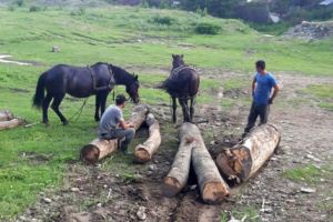 Au legat LEMNELE FURATE direct de cai!