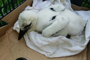 Pompierii dămboviţeni au salvat un pui de barză căzut din cuib