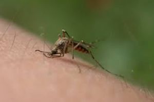 Invazie de ţânţari în majoritatea zonelor din oraş. Autorităţile locale susţin că au dat cu insecticid, dar ploile le zădărnicesc eforturile