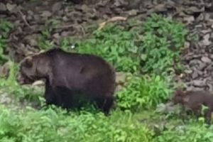 Ultima oră – Urs ÎMPUȘCAT la Arefu!