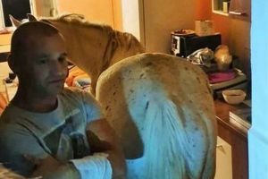 FOTO. Cal ţinut într-un apartament din Satu Mare. Vecinii au chemat Poliţia!