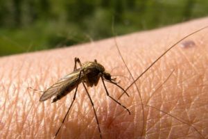 România invadată de ţânţari – Cum ne ferim de ei