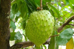 Dovedit ştiinţific: Cea mai eficientă plantă în lupta împotriva cancerului