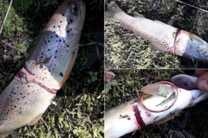 FOTO/ Imagini ȘOCANTE cu captura unui pescar: Peşte înconjurat cu un elastic, prins pe râul Arieş – ”Aruncă tot în apă în loc să pună la tomberon, ce aşteptări să avem? E strigător la cer!”