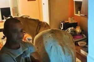 VIDEO Cal găsit de poliţişti în bucătăria unei garsoniere la etajul 4