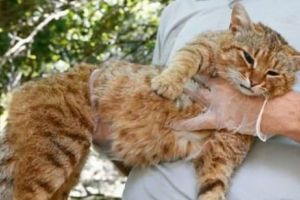 Făptură mitologică cât se poate de reală. Fantastica descoperire a fost făcută în Europa