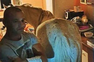 Cu calul în garsonieră! Poliţiştii din Satu Mare au descoperit patrupedul urcat la etajul 4 al unui bloc (VIDEO)