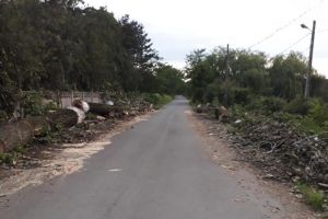 Drept la replică: Liniile de curent şi riscul de rupere sau prăbuşire, CAUZELE tăierii copacilor din Războieni