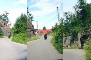 FOTO: SURPRIZĂ pentru locuitorii din Ampoiţa! Un urs a fost filmat ziua în amiaza mare rătăcind pe străzile satului