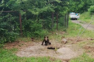 Ursuleţ buclucaş, jandarmi în misiune