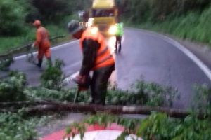 Copac căzut pe DN13. Probleme şi cu aluviunile