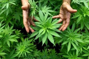 Arheologii au găsit dovada! Chinezii fumau canabis încă din antichitate