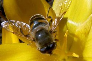 „Macul şi albina”