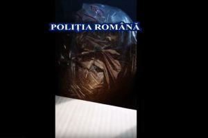 Zeci de kg de tutun confiscate de politisti intr-un dosar de infractiuni economice. Trei persoane au fost retinute (video)