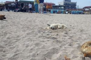Turismul de pe litoral pus in pericol de câinii vagabonzi. Hotelierii dau ultimatum primăriilor 
