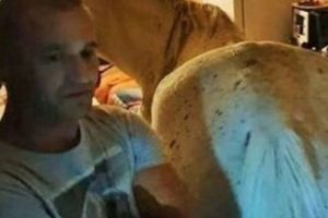 A înnebunit internetul! Cele mai tari glume după ce un român stătea cu un cal în apartament. Dăncilă nu a scăpat