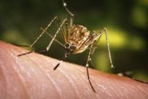 Virusul West Nile şi ţânţarii. Alertă! Cum ne protejăm? 