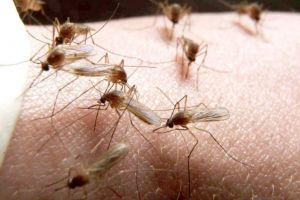 Sătmărenii, îngrijoraţi de Virusul West Nile. Mesajul specialiştilor DSVSA