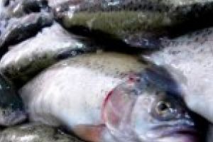 16 membri ai gruparii infractionale care a otravit pietele din Braila cu peste impropriu consumului au fost arestati preventiv