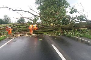 Circulaţie întreruptă pe un drum din Harghita, din cauza unor copaci doborâţi de vânt