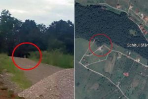 FOTO: ALERTĂ în Alba Iulia: Un URS a fost fotografiat în apropierea unei zone cu case de sub pădurea de la Schit, din Alba Iulia