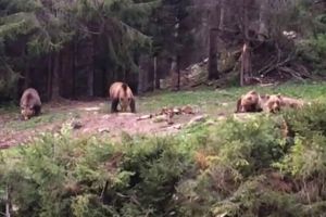 Imagini rare, cu patru urşi ieşiţi din pădure să mănânce, filmate la Broşteni