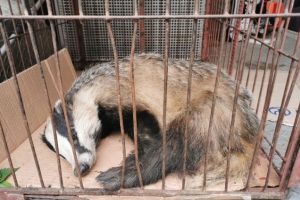 Bursucul capturat de jandarmi în Șchei nu a supravieţuit