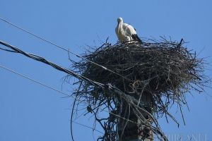 Povestea berzelor: Maghiarii din Cetariu, inflamaţi că nişte români ar fi distrus un cuib de berze