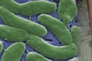 Avertisment! Plaje invadate de bacterii carnivore: Produc o infecţie, mâncând literalmente ţesuturile corpului uman