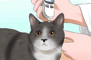 Arca lui Noe. Diabetul la Pisici