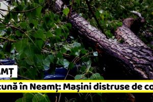 NEAMȚ: Furtună în Neamţ: Maşini distruse de copacii căzuţi
