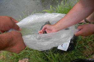 Poluatorul plăteşte: După ce a deversat ape uzate în Peţa, OTL a populat pârâul cu 5.000 de puieţi de clean (FOTO / VIDEO)