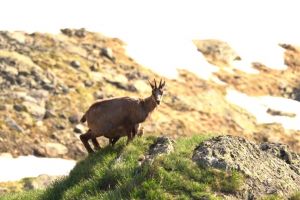 VIDEO – Imagini superbe din pădurile Sibiului – O capră neagră îşi hrăneşte iedul