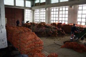 Recoltarea cartofului, în plină desfăşurare, producţiile fiind şi de peste 20 de tone la ...