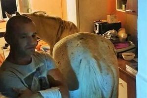 Video VIRAL cu un cal ţinut în bucătăria unui apartament. Poliţiştii locali l-au amendat pe proprietar cu 500 de lei