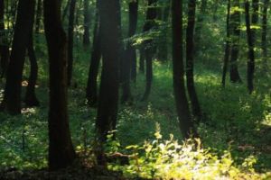 Grecia rămâne fără păduri! Ce planuri au autorităţile