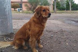 Un câine îşi aşteaptă stăpânul de un an de zile în faţa unei secţii de poliţie