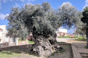 Măslin antic, dar productiv: La 2000 de ani, încă mai face fructe!