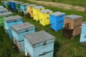 Cu ce ne îndulcim? Ploile abundente au stricat producţia la mierea de salcâm