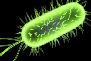 Pericol la nivel mondial. Cum se transmite bacteria care omoară sute de mii de oameni. News Alert