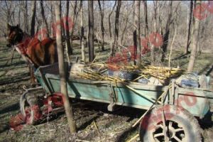 Șase copii împreună cu mama lor au fost răniţi după ce o căruţa s-a răsturnat într-un şant. Care este starea victimelor