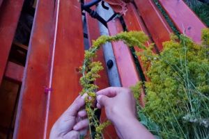 Tradiţia de Sânziene, respectată la Pietriş