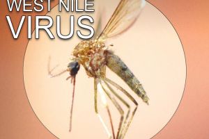 Infecţia cu Virusul West Nile – prevenţie, simptome, tratament