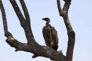 Sute de vulturi rari, otraviti in masa in Botswana