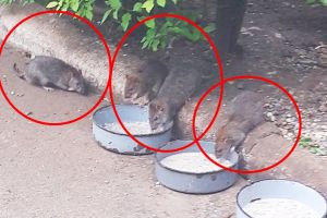 FOTO. Oameni terorizaţi de şobolani, în judeţul Satu Mare: „Este ceva îngrozitor”