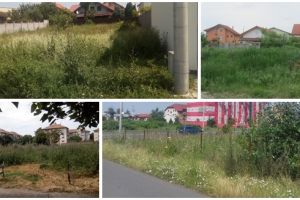 Pregătiri pentru sezonul ambroziei. Poliţia Locală a dat 12 amenzi pentru terenurile pline de buruieni