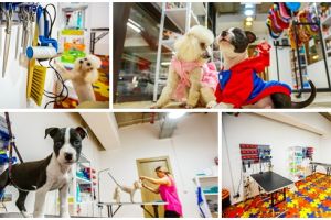 La Iulius Mall s-a deschis un salon de coafură canină şi felină