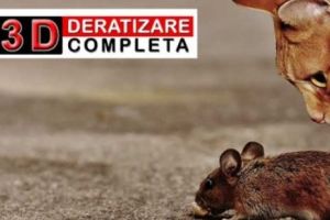 De ce să apelaţi la servicii de dezinsectie si deratizare in Bucuresti (P)