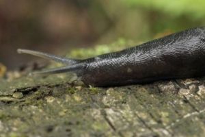 Incident rar în Japonia! Un limax, cauza unui haos feroviar